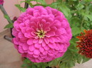 راهنمای نگهداری و پرورش گل و گیاهان زینتی - گل آهار